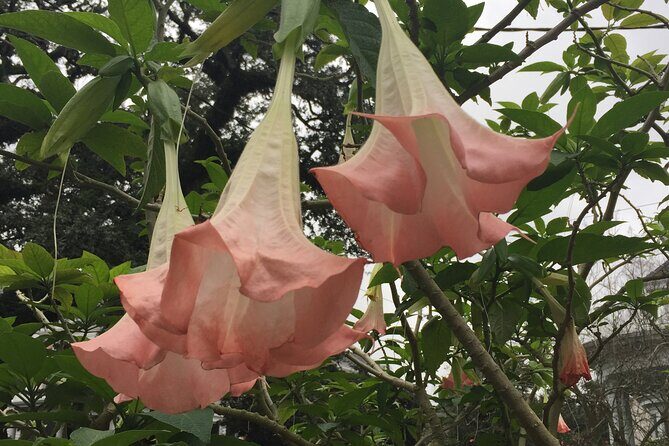 45-Minute Garden District Highlights Tour in New Orleans - Stop 2: Mansion Streets, Ironwork, and the Garden District Film-Magic