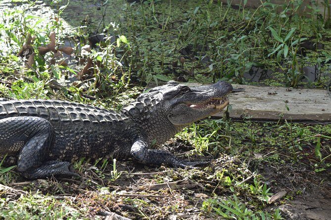 90-Minute Jean Lafitte Swamp and Bayou Tour with Transportation - Price and What You’re Really Paying For at $62