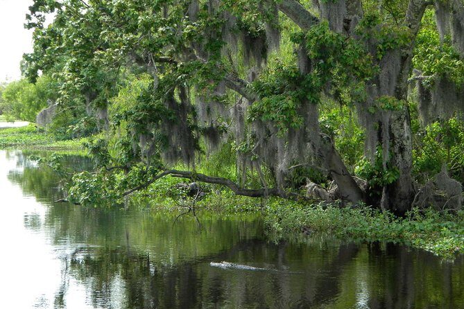 90-Minute Jean Lafitte Swamp and Bayou Tour with Transportation - Jean Lafitte Swamp: The 90 Minutes That Make the Bayou Click