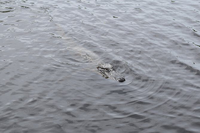 90-Minute Jean Lafitte Swamp and Bayou Tour with Transportation - Wildlife You Can Expect to See (And Why the Guide Makes It Better)