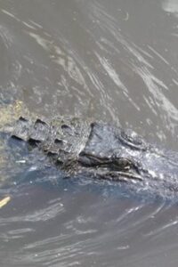 Airboat Tour of Louisiana Swamps - Wildlife Encounters: Alligators Up Close, Stories Included