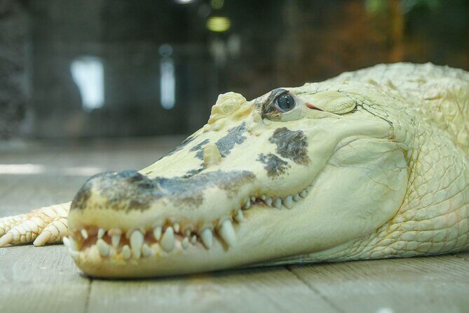 Audubon Aquarium and Insectarium Ticket - Price and what $42.77 buys you at Audubon