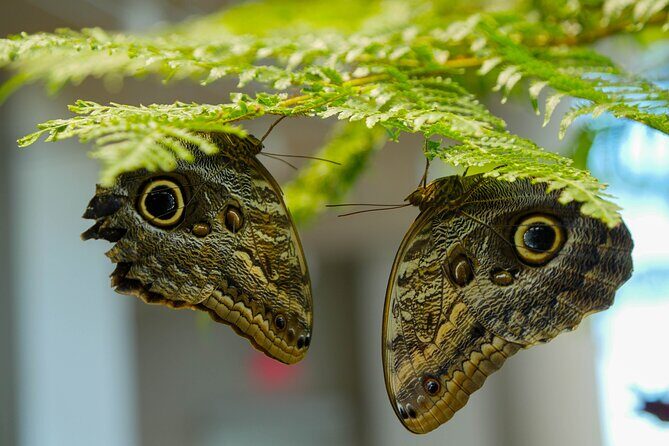 Audubon Aquarium and Insectarium Ticket - The Gulf of Mexico habitat: the biggest wow-factor on the ticket