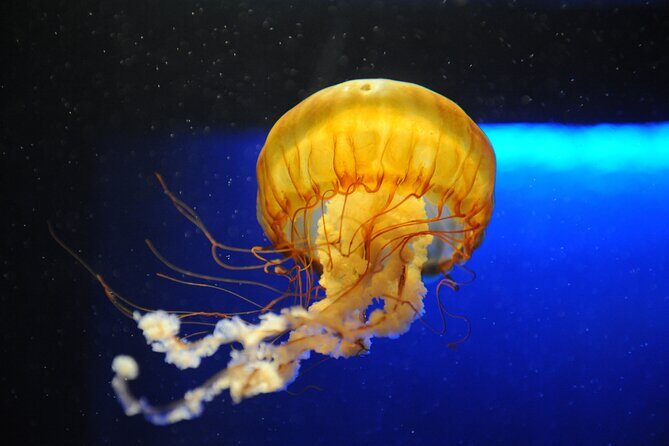 Audubon Aquarium and Insectarium Ticket - Amazon Rainforest gallery: birds, piranhas, pacus, and an anaconda