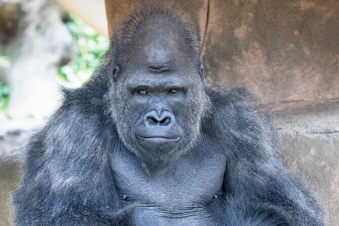 Audubon Zoo Ticket - Audubon Zoo Ticket: What Your $37.60 Includes