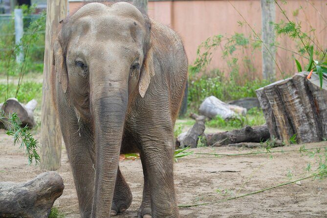 Audubon Zoo Ticket - Jaguar Jungle and the Bat House: Central America Energy in New Orleans