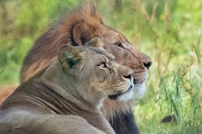 Audubon Zoo Ticket - Louisiana Swamp Exhibit and Watoto Farm: Local Wildlife With a Purpose