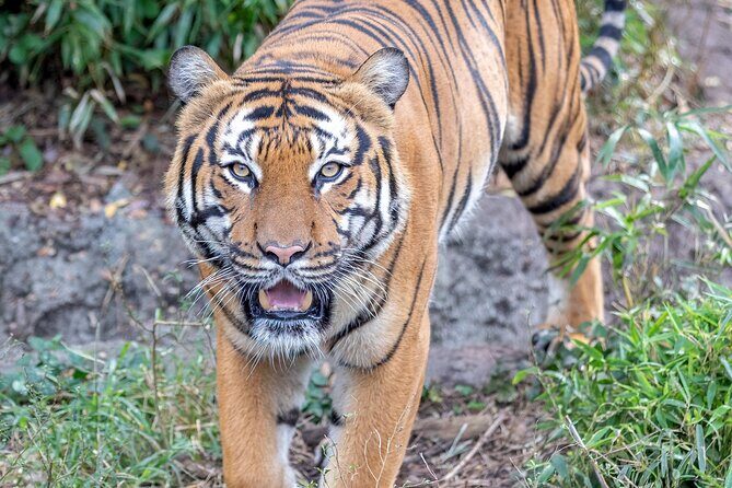 Audubon Zoo Ticket - Extra Displays, Reptiles, and Train Ride Options
