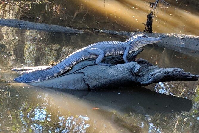 Destrehan Plantation and Large Airboat Tour from New Orleans - Pickup, buses, and group size: mostly smooth, with one big caution