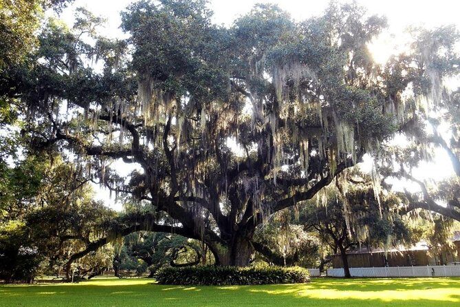 Destrehan Plantation and Swamp Tour from New Orleans - Who Should Book This Destrehan and Swamp Combo Tour