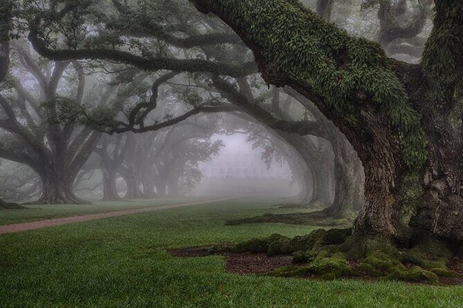 Explore Oak Alley Plantation Guided Tour with Transportation - The guided walking tour: what you cover on the grounds