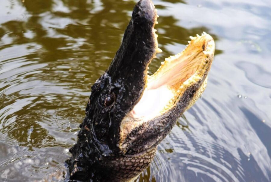 From Lafitte: Swamp Tours South of New Orleans by Airboat - Key takeaways before you go