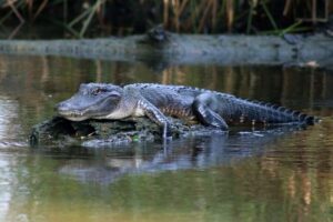 From Lafitte: Swamp Tours South of New Orleans by Airboat - Getting to Airboat Adventures: the Lafitte meeting point and pickup reality