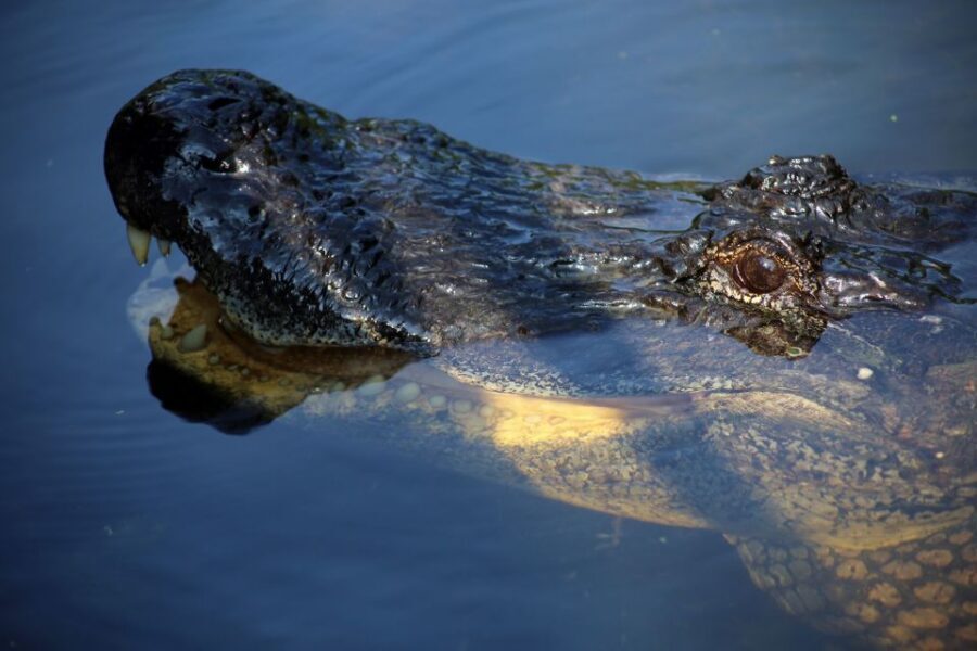 From Lafitte: Swamp Tours South of New Orleans by Airboat - The 105-minute airboat ride: speed, sound, and why the canals matter