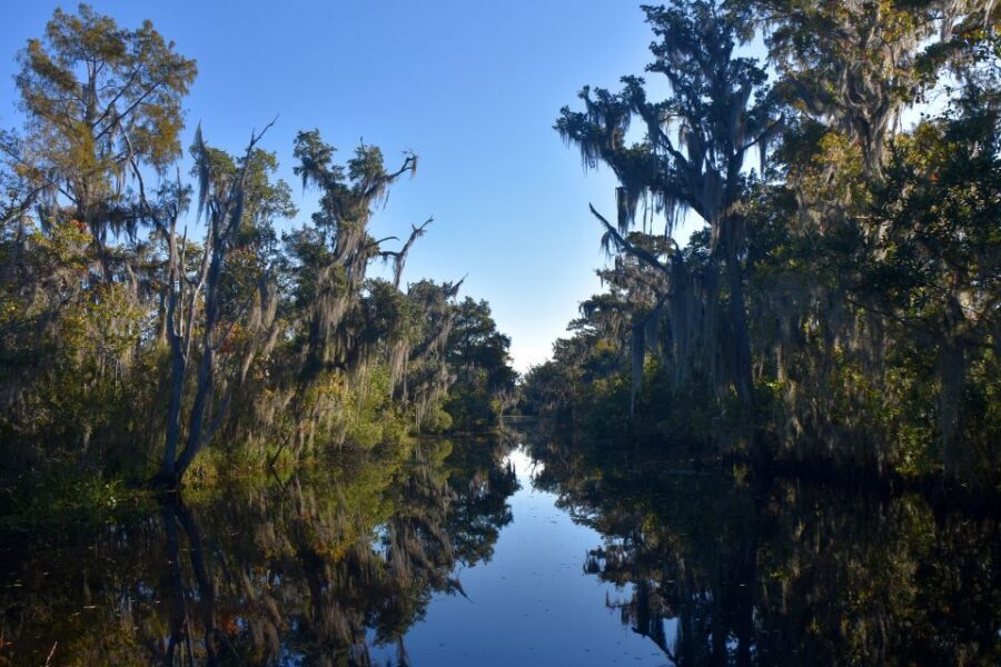 From Lafitte: Swamp Tours South of New Orleans by Airboat - Your captain and guide: humor, safety, and swamp facts that stick
