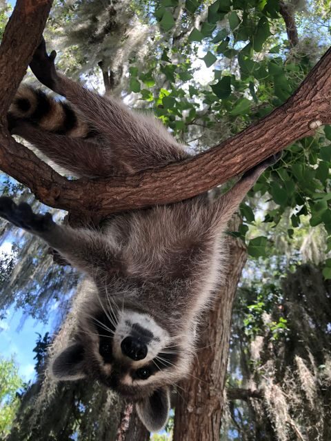 From Lafitte: Swamp Tours South of New Orleans by Airboat - Price and value: does $59 feel fair for an airboat day trip?