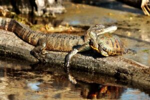 From New Orleans: Airboat Adventure Tour with Transportation - The Ride South: About 30 Minutes to the Wetlands