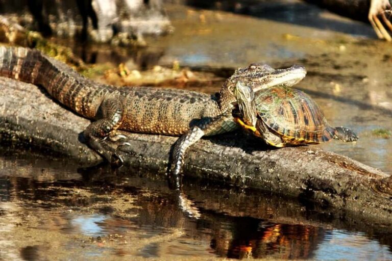 From New Orleans: Airboat Adventure Tour with Transportation - The Ride South: About 30 Minutes to the Wetlands