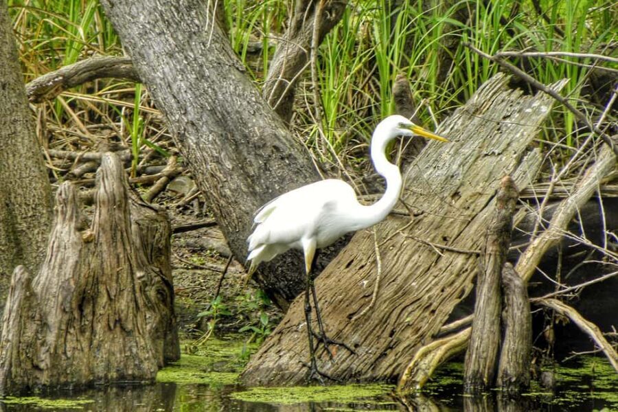 From New Orleans: Airboat Adventure Tour with Transportation - Price and Value: Is $90 a Fair Deal for This Airboat Tour?