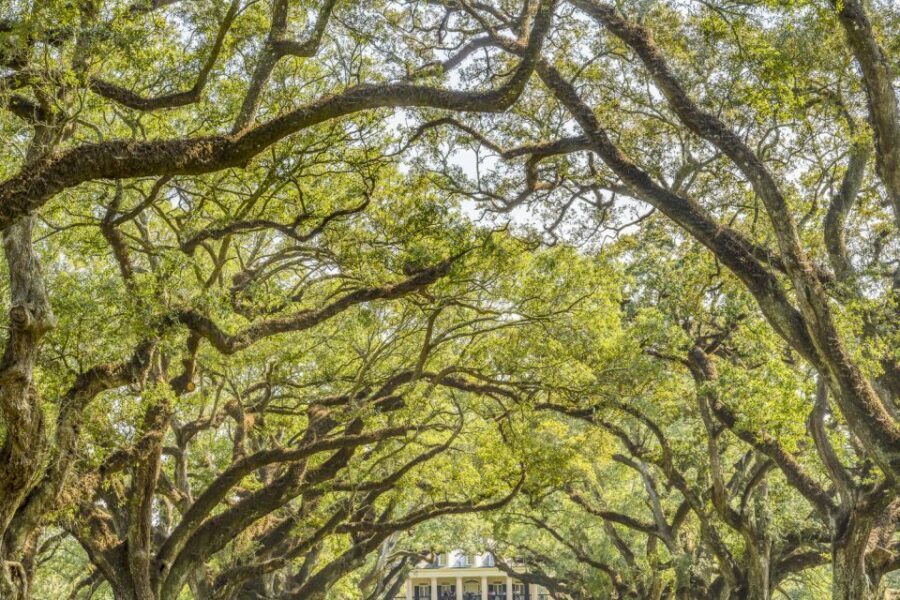 From New Orleans: Oak Alley Plantation Tour - Weather and Comfort Tips for a Walking Tour