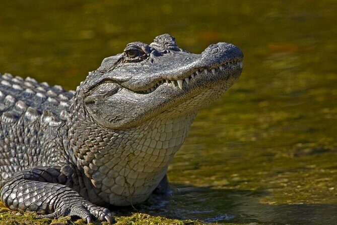 Full-Day Oak Alley Plantation & Airboat Swamp w/Transfer - Price and Value: What $155 Buys You Here