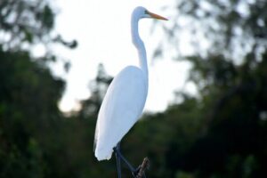 Guided Boat Tour of New Orleans Bayou - What You Actually See During the 1.5-Hour Marsh Cruise