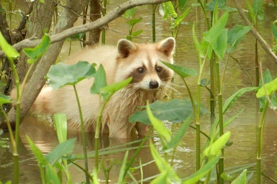 Honey Island Swamp and Bayou Boat Tour with Transportation - Entering Honey Island Swamp: Why This 5-Hour Trip Feels Big
