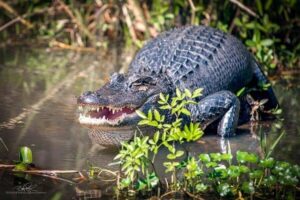 Honey Island Swamp and Bayou Boat Tour with Transportation - Morning or Afternoon From New Orleans to Slidell: Timing That Matters