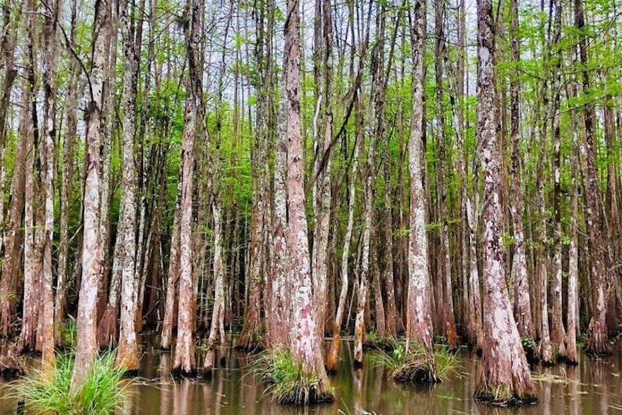 Honey Island Swamp and Bayou Boat Tour with Transportation - The Open-Air Boat Ride: Quiet Speed, Real Wildlife Chances