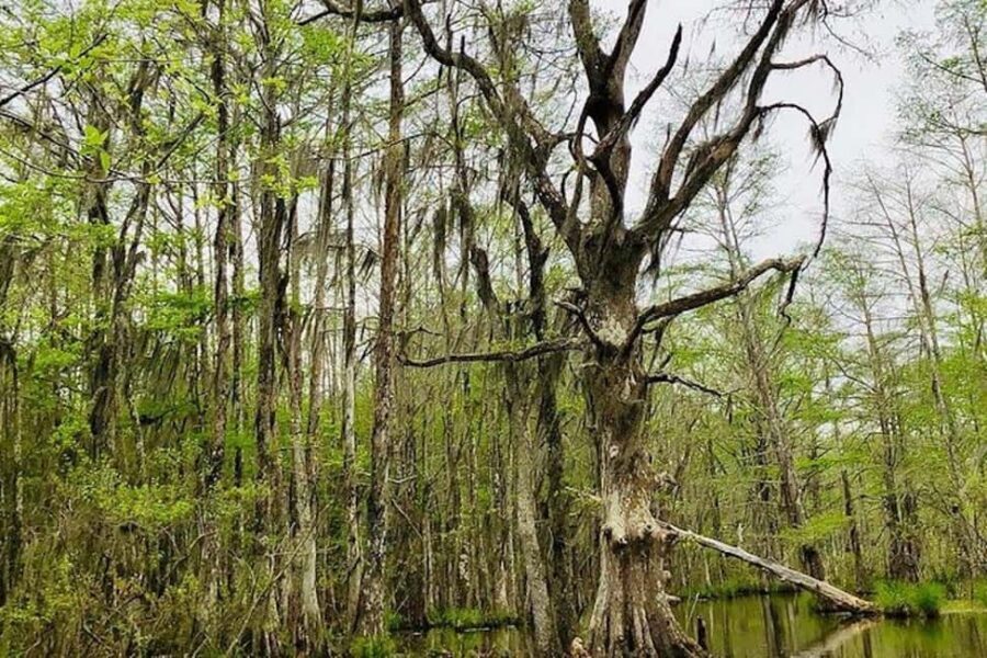 Honey Island Swamp and Bayou Boat Tour with Transportation - A Cajun Village You Reach by Boat: Culture Made Concrete
