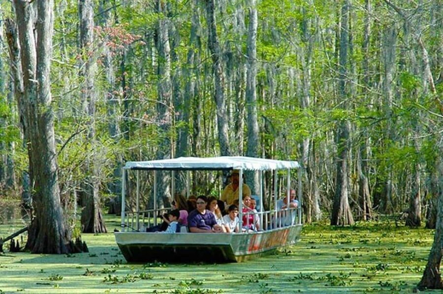 Honey Island Swamp and Bayou Boat Tour with Transportation - Price and Value at $70 Per Person: What You’re Really Buying