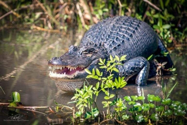 Honey Island Swamp and Bayou Boat Tour with Transportation - Morning or Afternoon From New Orleans to Slidell: Timing That Matters
