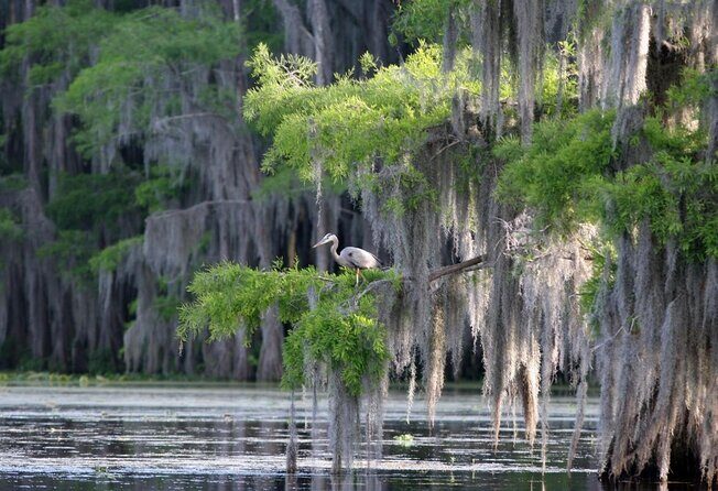 Honey Island Swamp Boat Tour - Quick hits to plan your Honey Island Swamp cruise