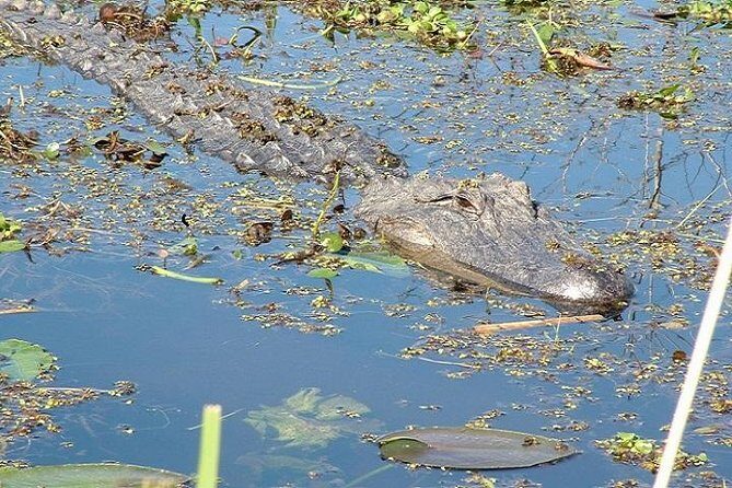 Honey Island Swamp Boat Tour - Where Honey Island Swamp is, and what to expect on the water