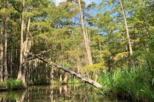 Honey Island Swamp Boat Tour - Price, value, and how this tour fits your day