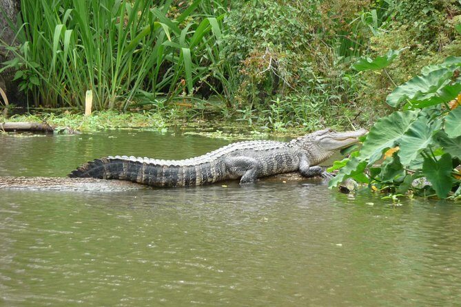 Honey Island Swamp Boat Tour - Getting to Dr. Wagner’s in Slidell (and why it matters)