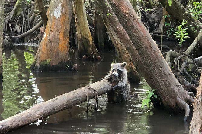 Honey Island Swamp Boat Tour - Rain, cold, and what to pack so you stay comfortable