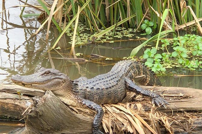 Honey Island Swamp Boat Tour with Transportation from New Orleans - Wildlife Chances and the Reality Check: What You Might See