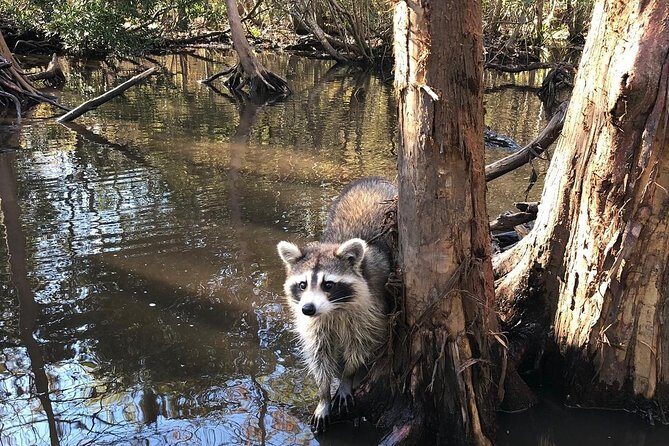 Honey Island Swamp Boat Tour with Transportation from New Orleans - Captains and Drivers: The Human Touch That Turns the Day Into a Story
