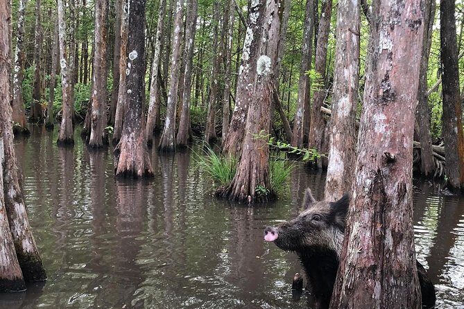 Honey Island Swamp Boat Tour with Transportation from New Orleans - Practical Tips: Dressing for a Covered Boat and a Real Swamp Day