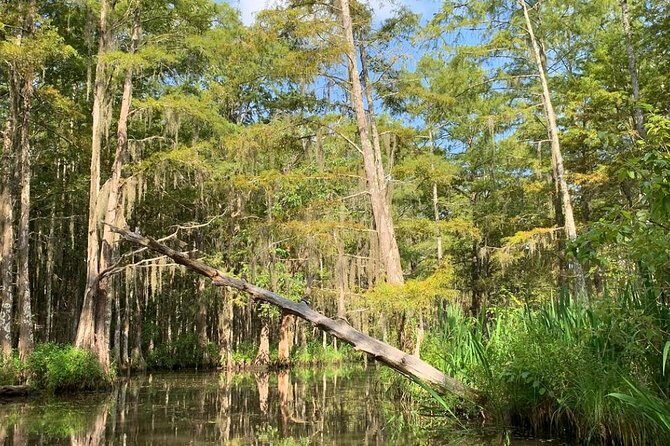 Honey Island Swamp Boat Tour - Price, value, and how this tour fits your day
