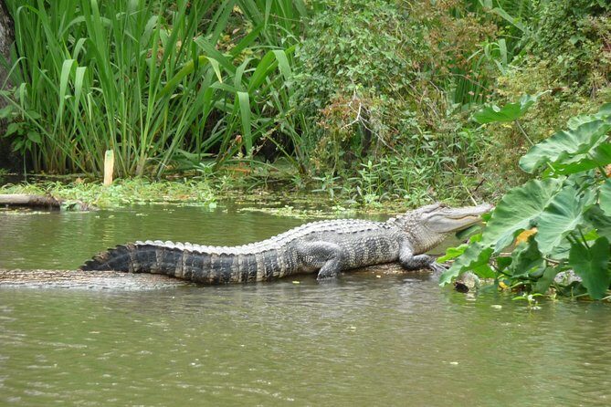 Honey Island Swamp Private Tour with Transport from New Orleans - A Wetland Ecologist Guide Turns the Swamp Into a Living Lesson