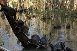 Honey Island Swamp Private Tour with Transport from New Orleans - US Coast Guard–Approved Flat-Bottom Boat, Shade Included