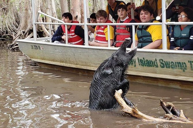 Honey Island Swamp Private Tour with Transport from New Orleans - Price and Group Value: When $1,300 Makes Sense
