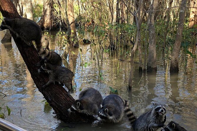 Honey Island Swamp Private Tour with Transport from New Orleans - US Coast Guard–Approved Flat-Bottom Boat, Shade Included