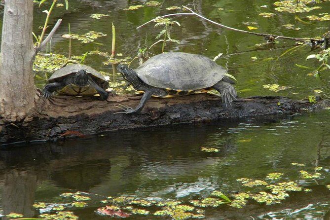 Jean Lafitte 90-Minute Swamp and Bayou Boat Tour - How the Jean Lafitte Tour Works: E-Voucher to Pontoon Cruise
