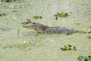 Jean Lafitte 90-Minute Swamp and Bayou Boat Tour - Stop 2: Cruising Jean Lafitte National Historical Park and Preserve
