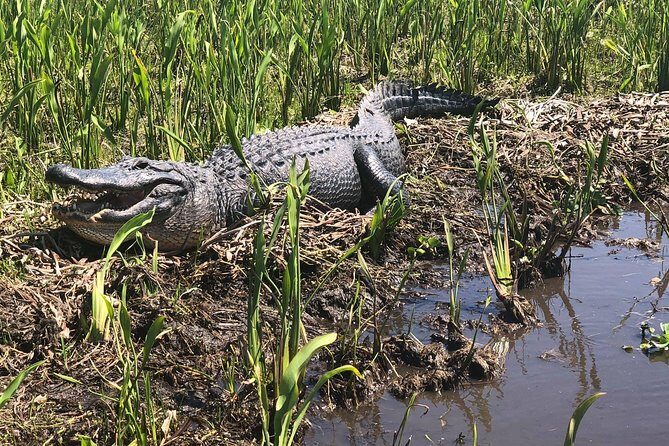 Jean Lafitte 90-Minute Swamp and Bayou Boat Tour - Comfort and Practical Stuff: Restroom, Covered Seating, and Layers