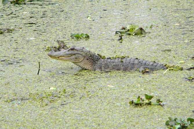 Jean Lafitte 90-Minute Swamp and Bayou Boat Tour - Stop 2: Cruising Jean Lafitte National Historical Park and Preserve