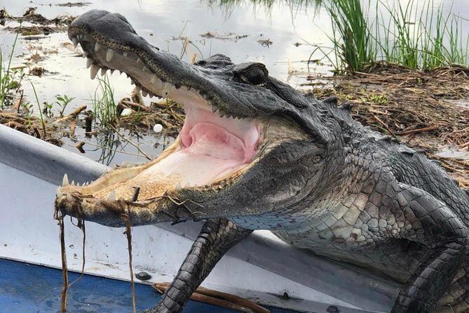Large Airboat Swamp Tour with Transportation from New Orleans - Barataria Preserve Airboat Ride: Captain, Boat, and Photo Stops